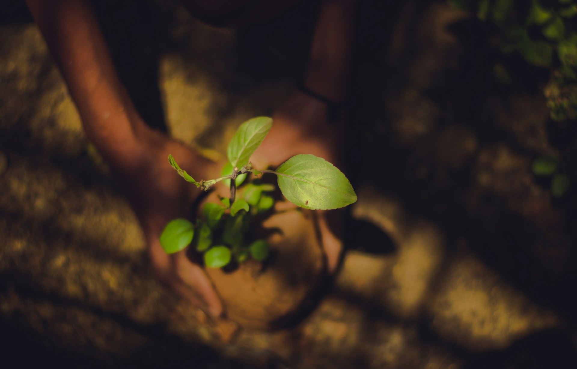 Green Earth Reforestation